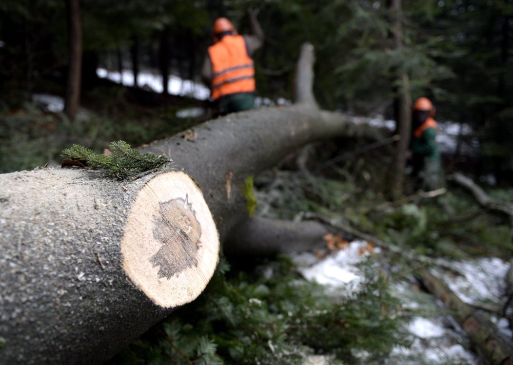 Na Podkarpaciu leśnicy zamierzają sprzedać 1,9 mln metrów sześc. drewna